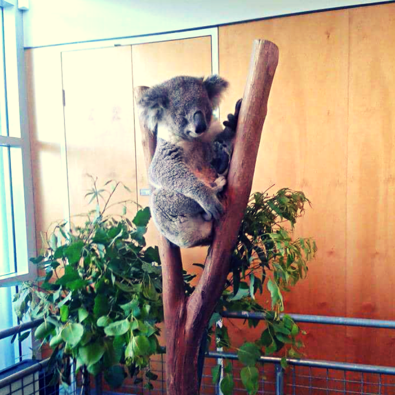 Koala bear hugging a tree at an event organised by my host university