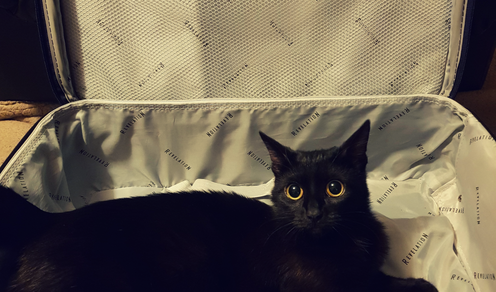 a black cat inside a purple carry-on suitcase with grey interior