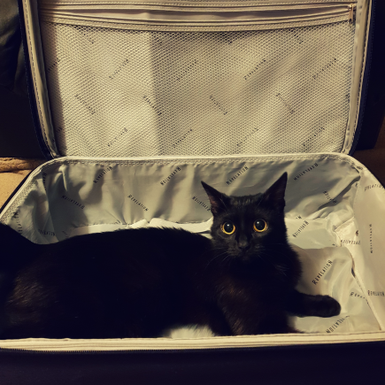 a black cat inside a purple carry-on suitcase with grey interior