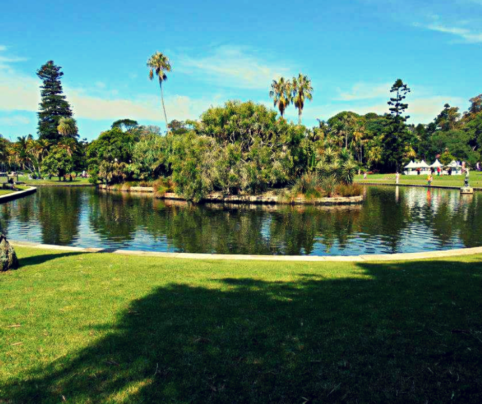 A lake in the Sydney botanical gardens, a perfect attraction for visiting on a budget. Green grass is in front of a large blue lake and different types of trees and plants can be seen in the background