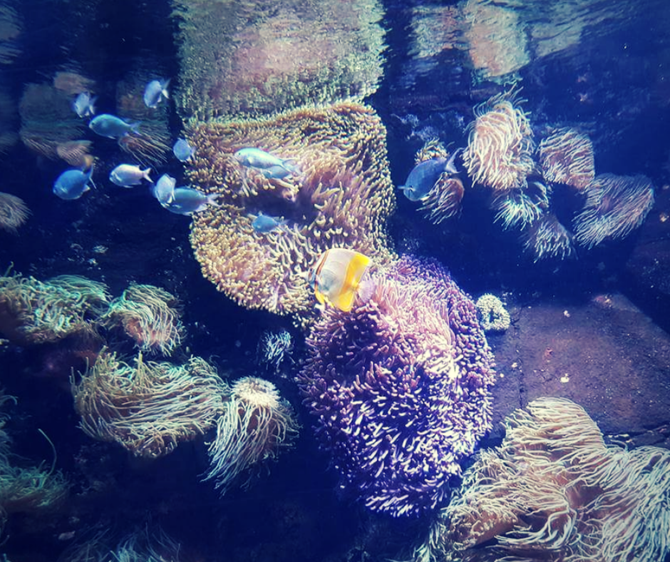 A fishtanks with blue and purple corals and underwater plants. There are several blue fish and a large yellow fish