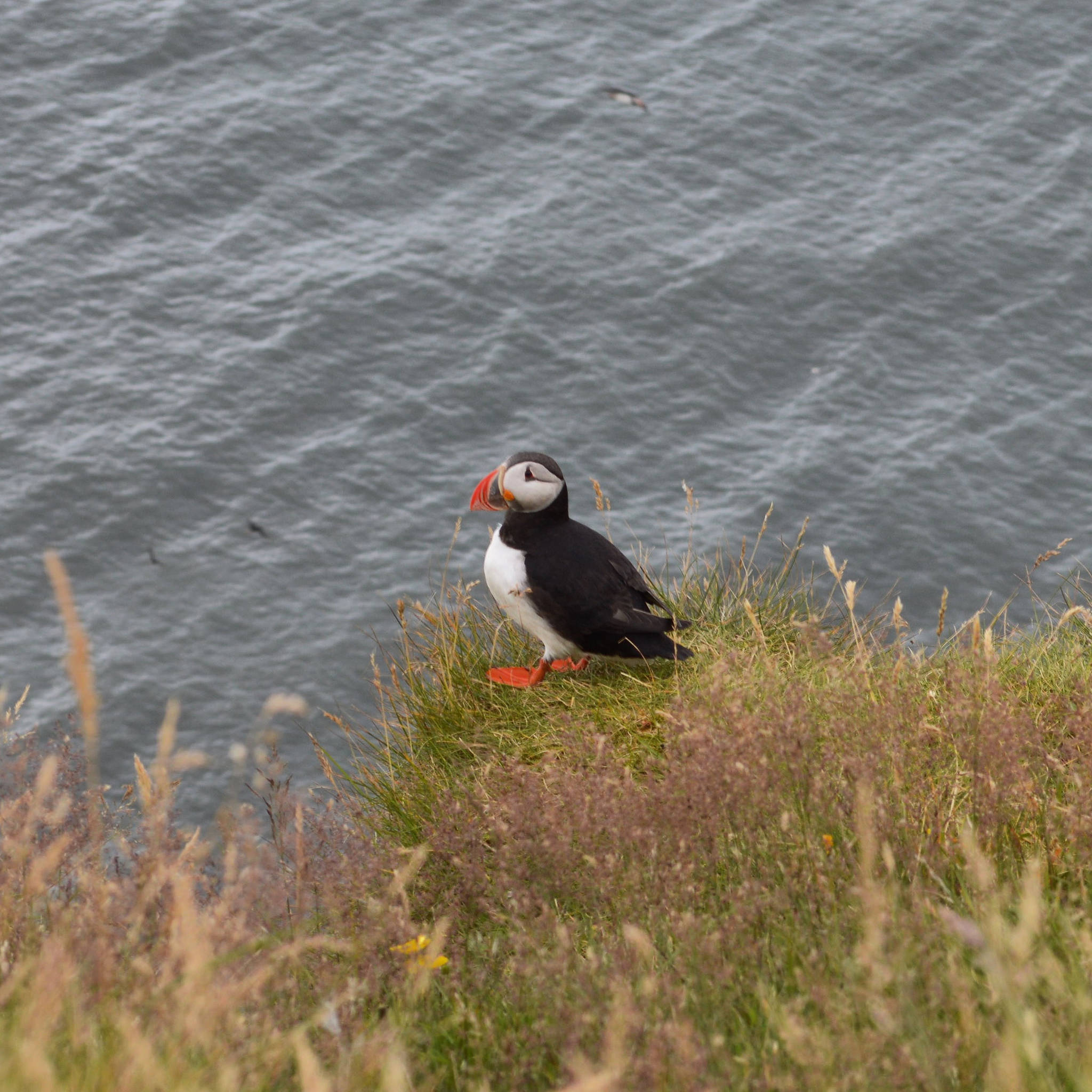 Bucket List day trips from Reykjavik, Iceland - Puffins in Vik