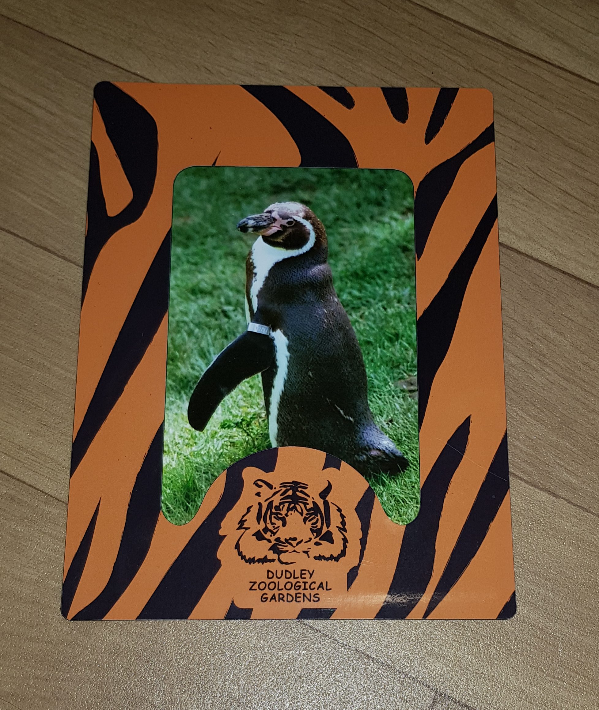 The picture that came with the penguin adoption pack from Dudley Zoo. A picture of a penguin is in a black and orange striped frame which says Dudley Zoological gardens at the bottom