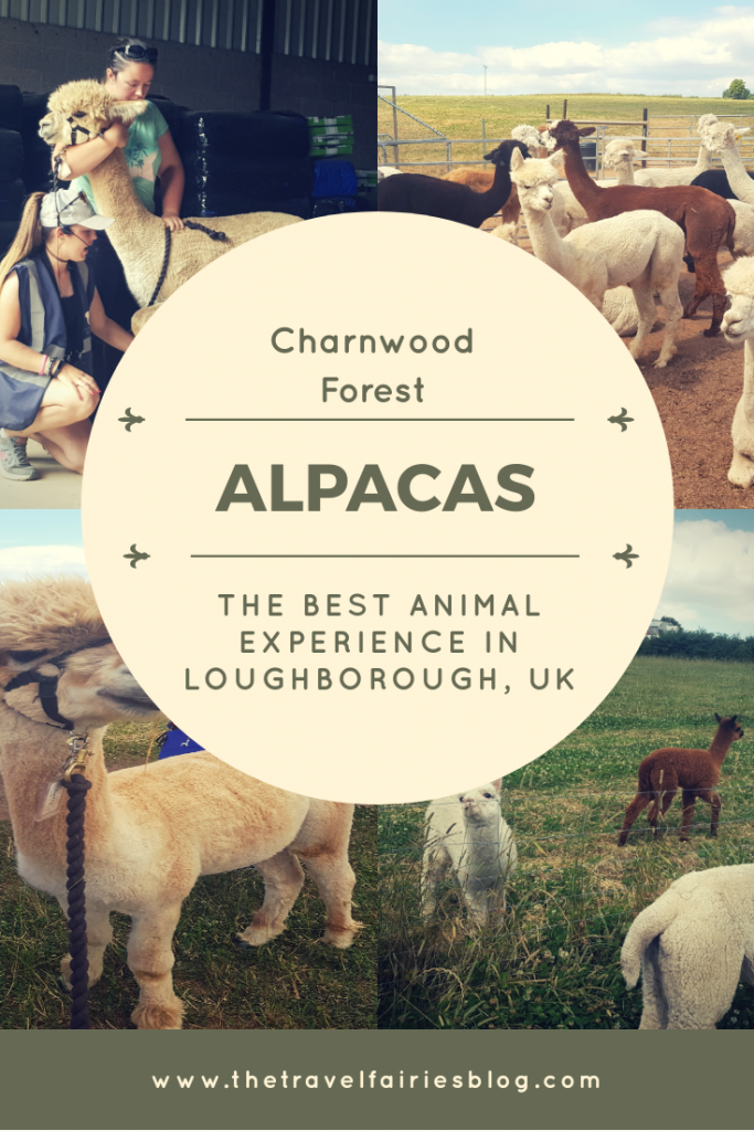 Review of Charnwood Forest Alpaca walk experience in Loughborough, UK. A unique exotic animal experience in the heart of England #alpacas #uk #animalexperience