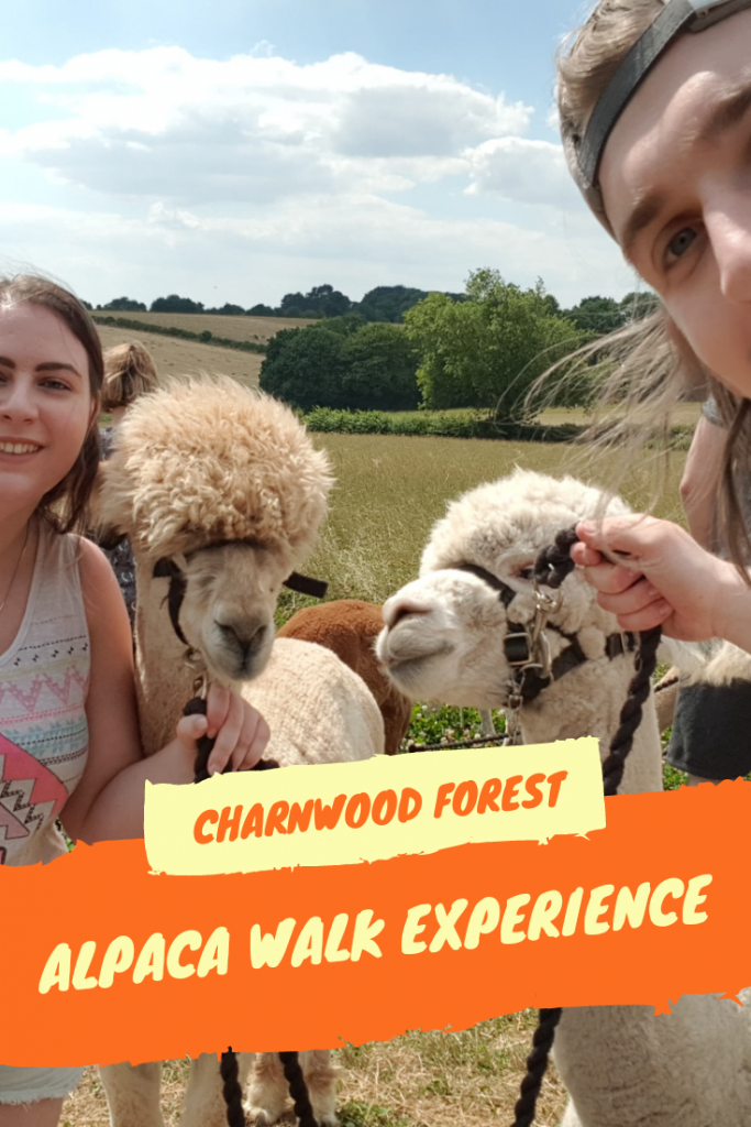 Review of Charnwood Forest Alpaca walk experience in Loughborough, UK. A unique exotic animal experience in the heart of England #alpacas #uk #animalexperience