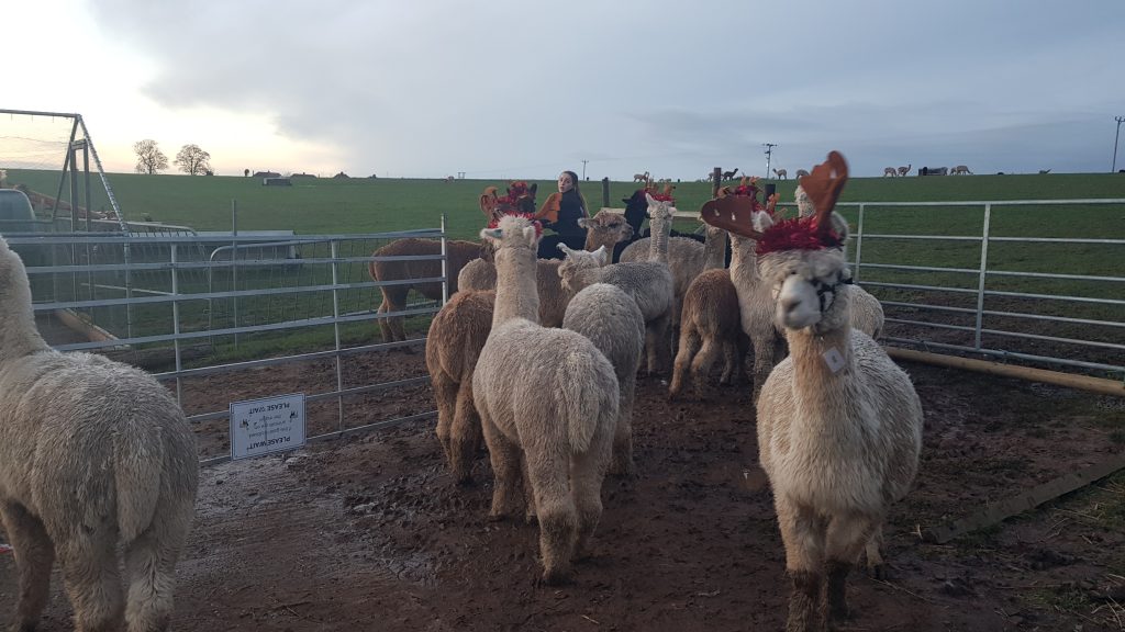A group of reinpacas in a pen at Charnwood Forest Alpacas