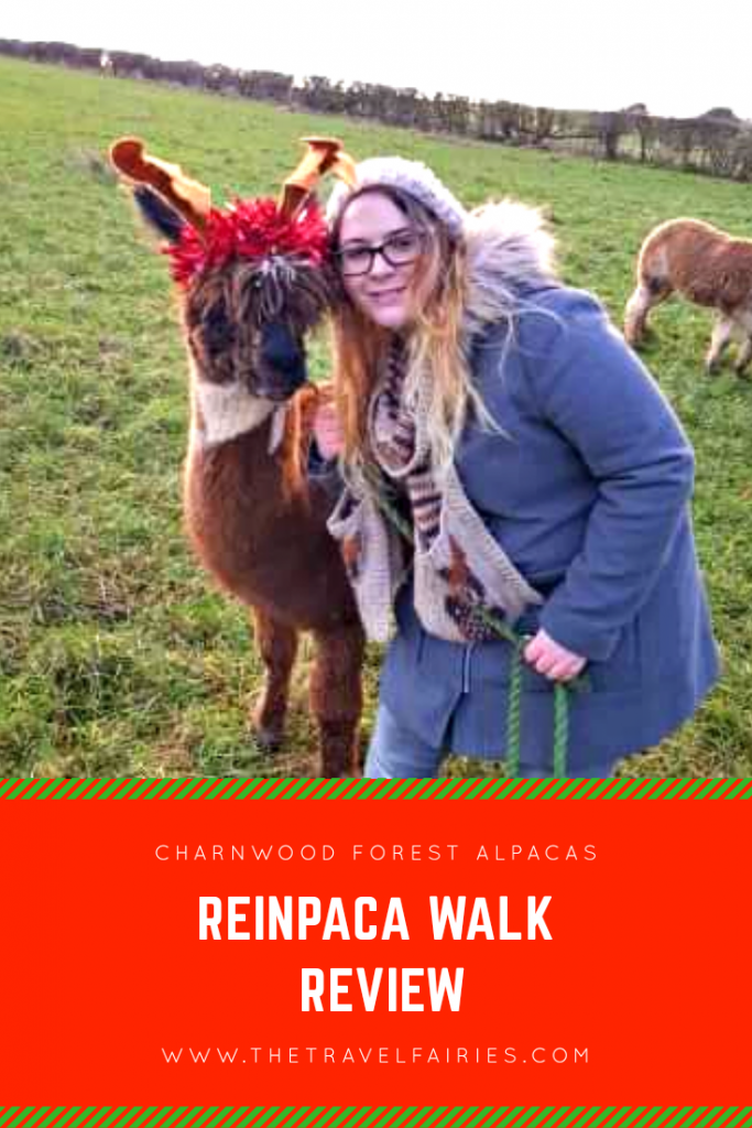Review of Reinpaca Walk Experience at Charnwood Forest Alpacas in Ashby De La Zouch near Loughborough, England, UK. #christmas #animalexperience #travel #uktravel 
