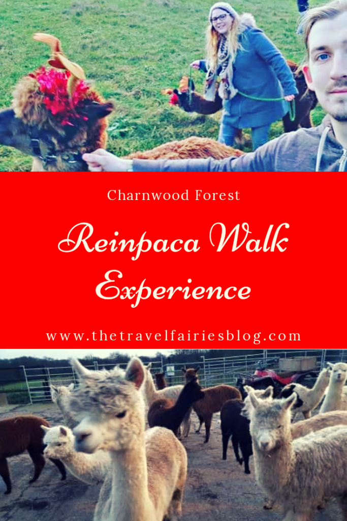 Review of Reinpaca Walk Experience at Charnwood Forest Alpacas in Ashby De La Zouch near Loughborough, England, UK. #christmas #animalexperience #travel #uktravel