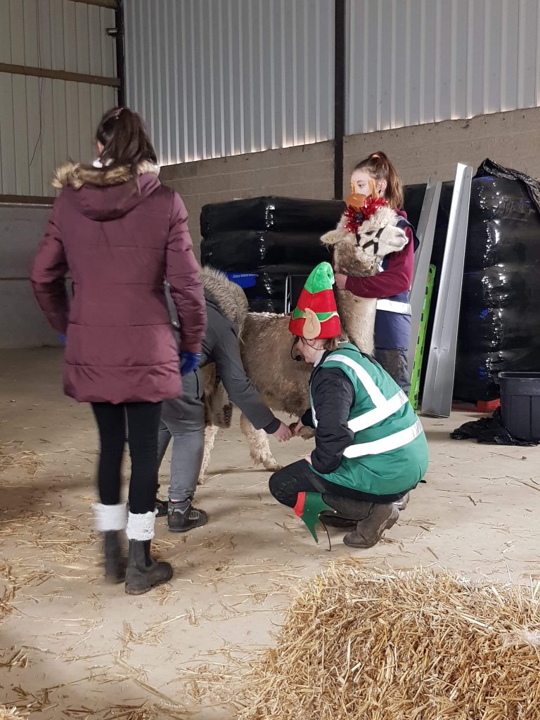 A guide from Charnwood Forest Alpaca running the health safety briefing with an alpaca example