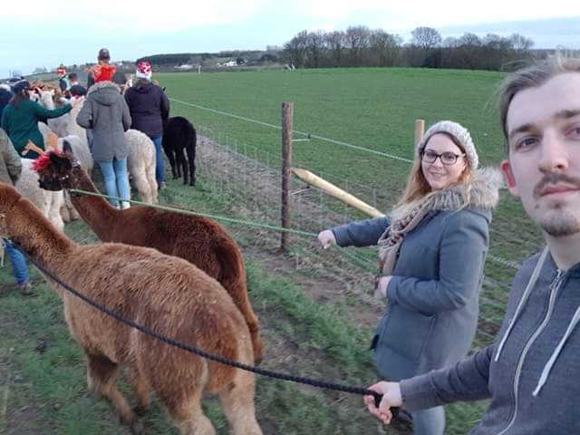 A guy and girl walking alpacas on leads infront of a crowd of other alpacas