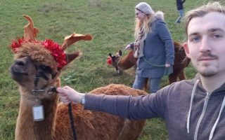 Reinpacas at the Charnwood Forest Alpacas