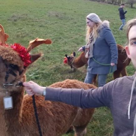 Reinpacas at the Charnwood Forest Alpacas