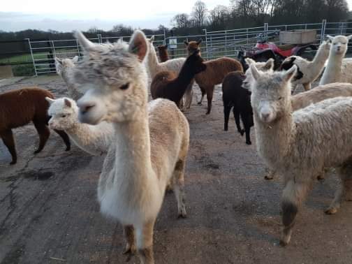 Baby alpacas coming from the Alpaca Nativity