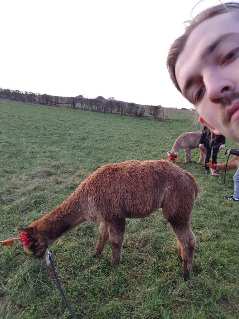 a guys face poking into the picture in front of an alpaca leaning down and eating the grass