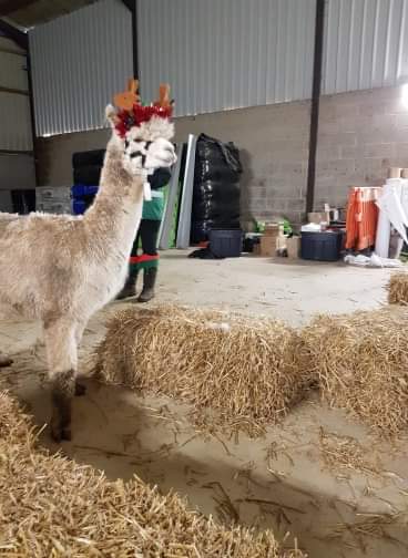 Alpaca wearing reindeer antlers inside a barn with hay bales