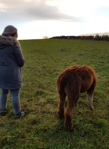 Alpaca on a lead being led by a girl both with their backs to the camera
