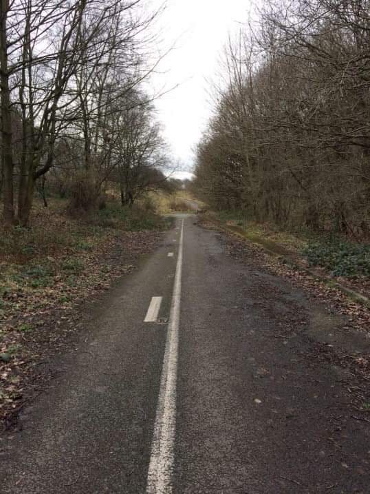 An overgrown road leading nowhere