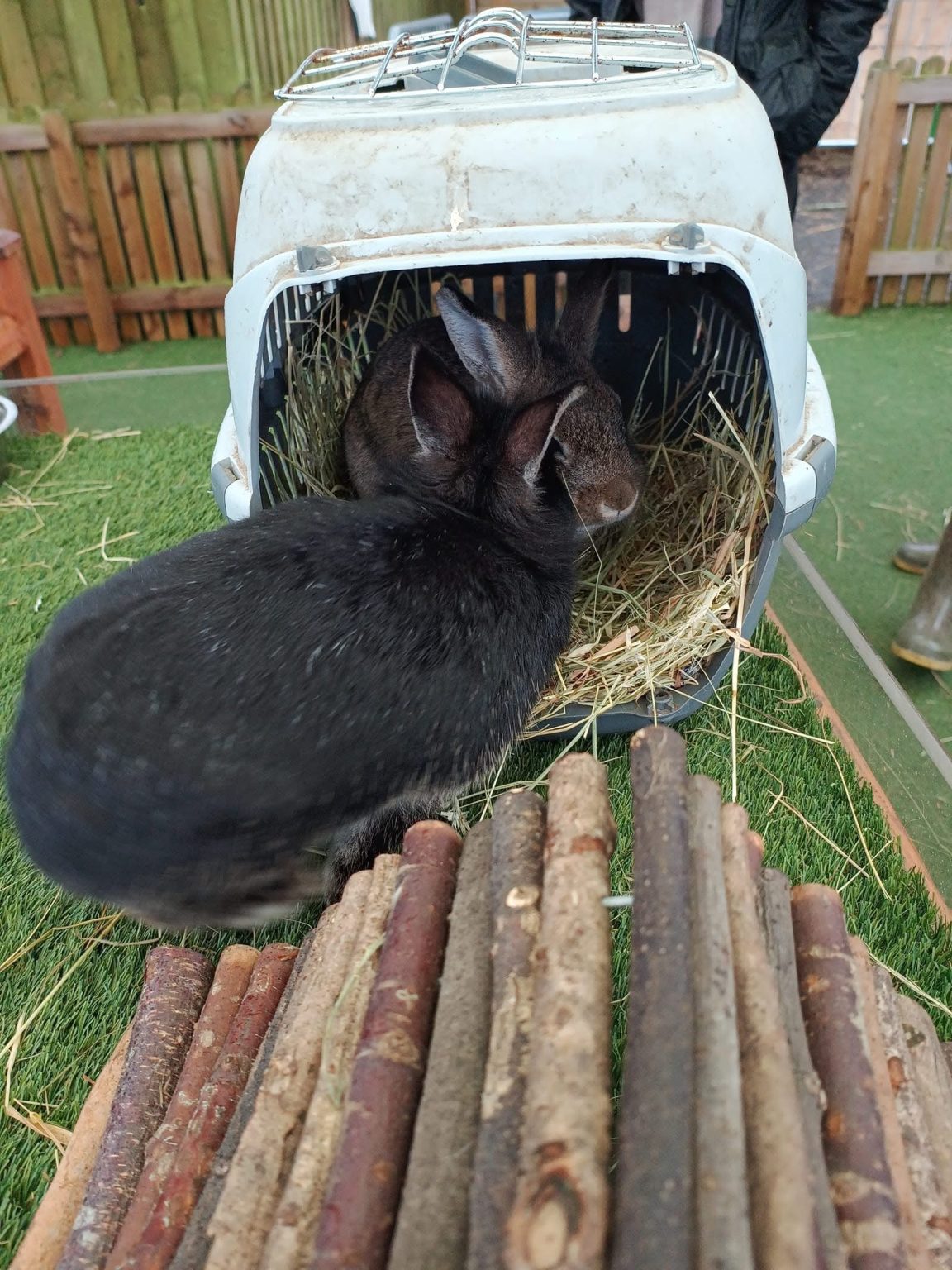 Matlock Farm Park – The Travel Fairies